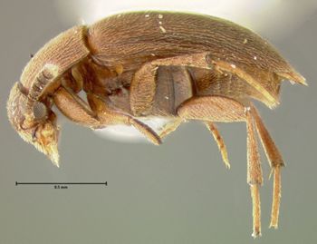 Media type: image;   Entomology 31886 Aspect: habitus lateral view